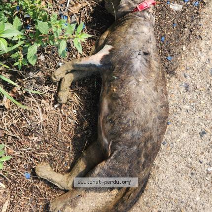 Foto 1/1 Gato encontrado Encontrado en Pantin