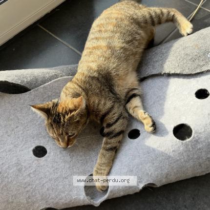 Foto 1/1 Vaya Chat perdido en Santes