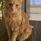 Foto del gato perdido en Pogny