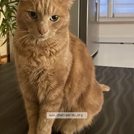 Foto 1/1 Phoebus Chat perdido en Pogny