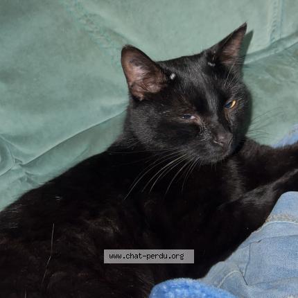 Foto 1/1 Dallas Chat perdido en Montmorillon