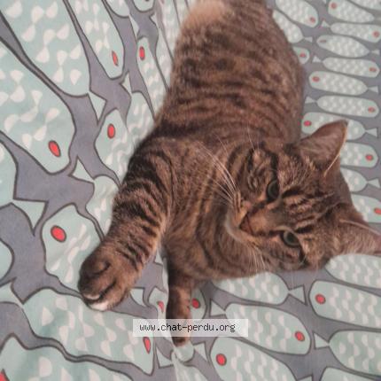 Foto 1/1 Kirby "kurby" Chat perdido en Lorgues