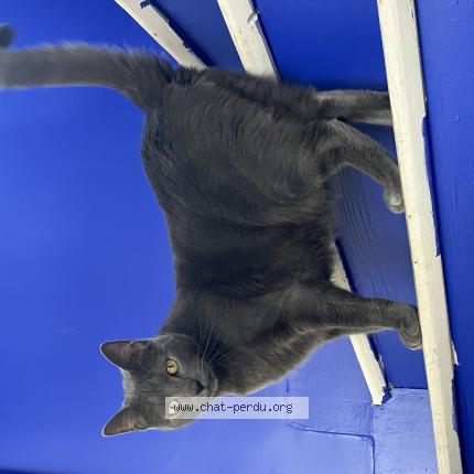 Foto 1/1 Myo Chat perdido en Rouen