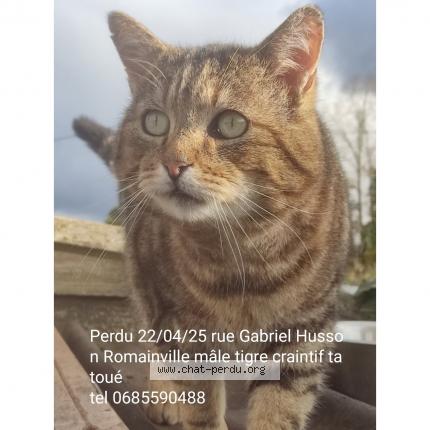 Foto 1/1 Mister Nono Chat perdido en Romainville
