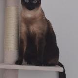 Foto del gato perdido en Sautron