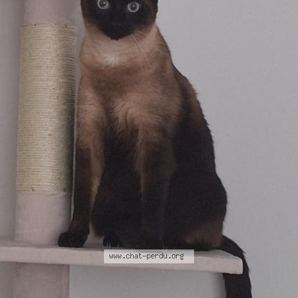 Foto 1/1 Eros Chat perdido en Sautron