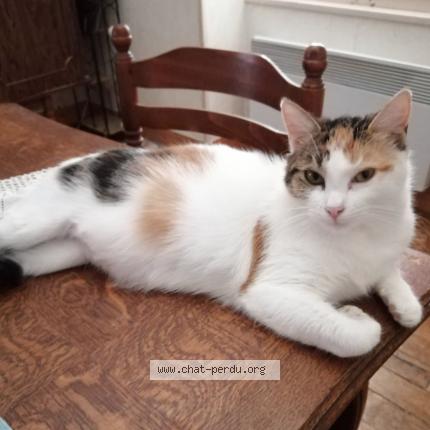 Foto 1/1 Irina Chat perdido en Craon
