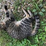 Foto del gato perdido en Sablons