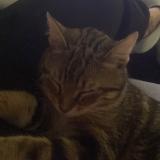 Foto del gato perdido en Saint Ouen Sur Seine