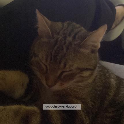 Foto 1/1 Levi Chat perdido en Saint ouen sur seine