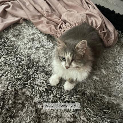 Foto 1/1 Baguera Chat perdido en Ales