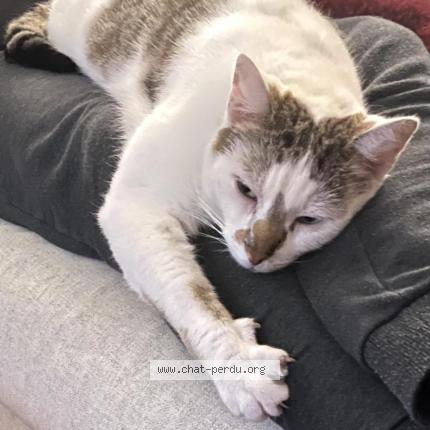 Foto 1/1 Fouine Nino Chat perdido en Cormeilles en parisis