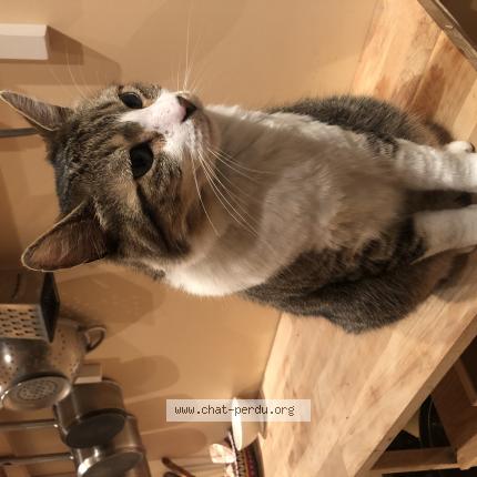 Foto 1/1 Jony Chat perdido en Rouen