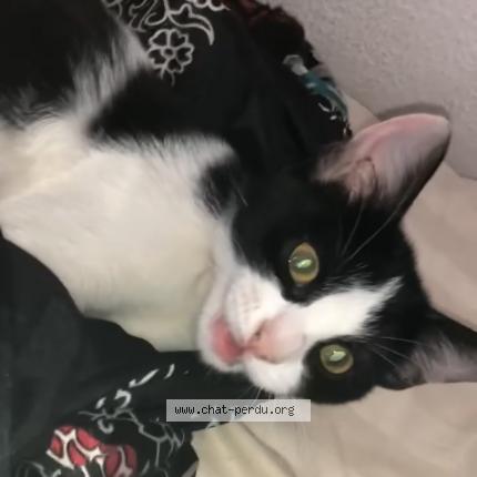 Foto 1/1 Charlie Chat perdido en Nimes