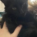 Foto del gato perdido en Patay