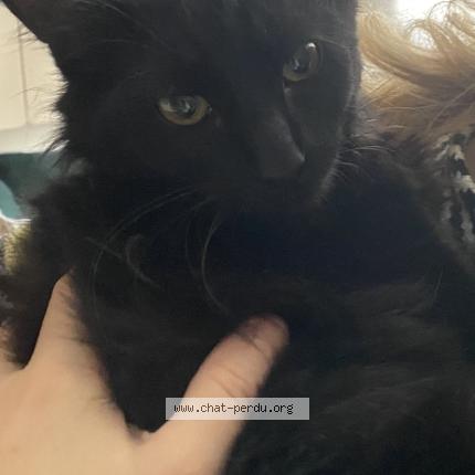 Foto 1/1 Gato encontrado Perdido en Patay