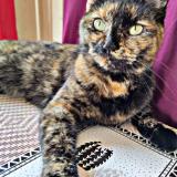 Foto del gato perdido en Migennes