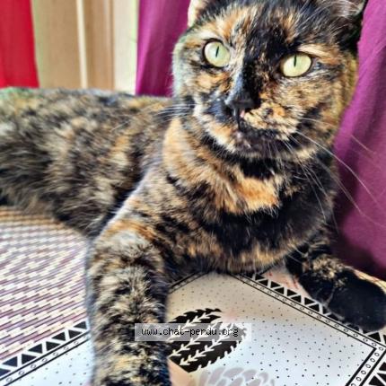 Foto 1/1 Raven Chat perdido en Migennes