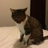 Foto del gato perdido en Calvisson