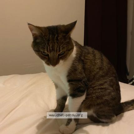 Foto 1/1 Mia Chat perdido en Calvisson