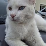 Foto del gato perdido en Hautefage La Tour