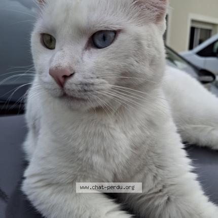 Foto 1/1 Snow Chat perdido en Hautefage la tour