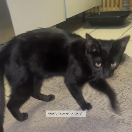 Foto 1/1 Gato encontrado Encontrado en Saint michel sur orge