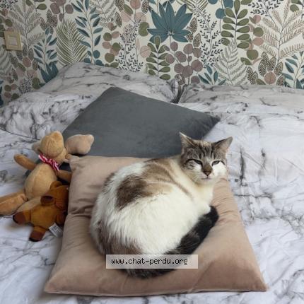 Foto 1/1 Cesar Chat perdido en Mortagne sur sevre