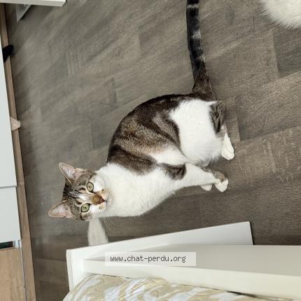 Foto 1/1 Mimi Chat perdido en La courneuve