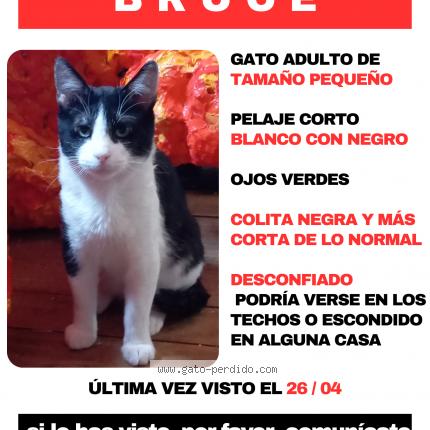 Foto 1/1 Bruce Chat perdido en La florida