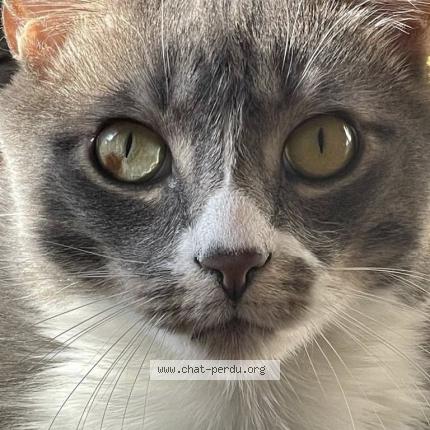 Foto 1/1 Pouffy Chat perdido en Montreal