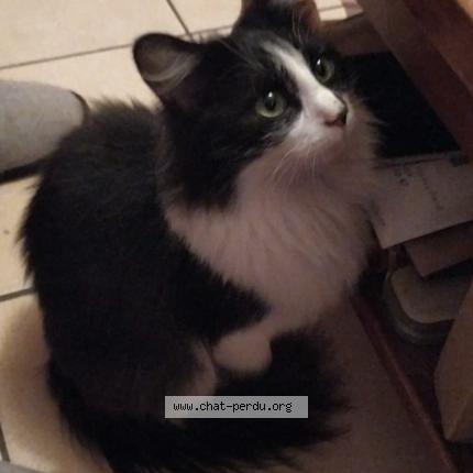 Foto 1/1 Titine Chat perdido en Portiragnes