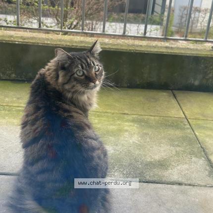 Foto 1/1 Photon Chat perdido en Strasbourg