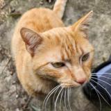 Foto del gato perdido en Cebazat