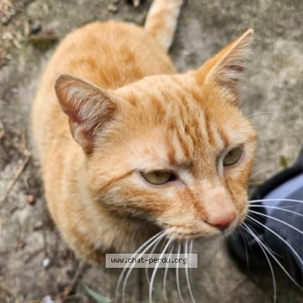 Foto 1/1 Winnie Chat perdido en Cebazat