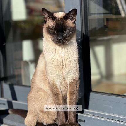 Foto 1/1 Heliotte Chat perdido en Le mans