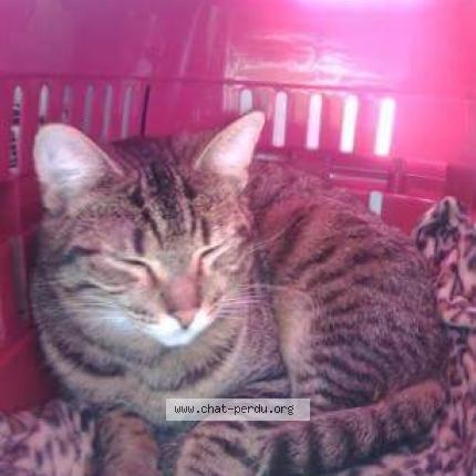 Foto 1/1 Léo Chat perdido en Nogent le rotrou