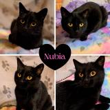 Foto del gato perdido en Pecquencourt