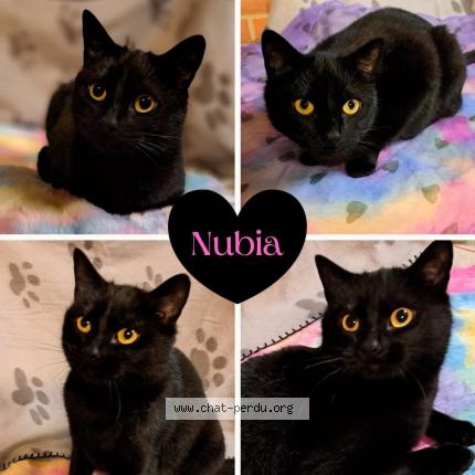 Foto 1/1 Nubia Chat perdido en Pecquencourt