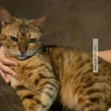 Foto 1/1 Peppero Chat perdido en Singapore admiralty