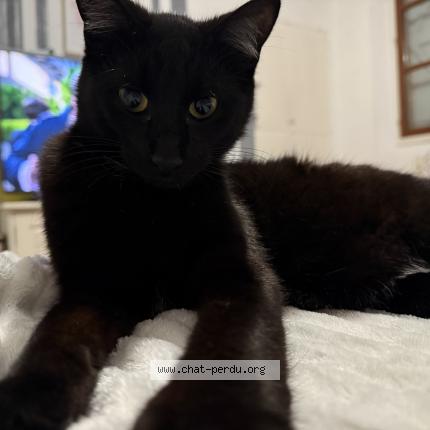 Foto 1/1 Baghera Chat perdido en Montech