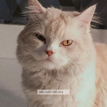 Foto 1/1 Max Chat perdido en Lahore