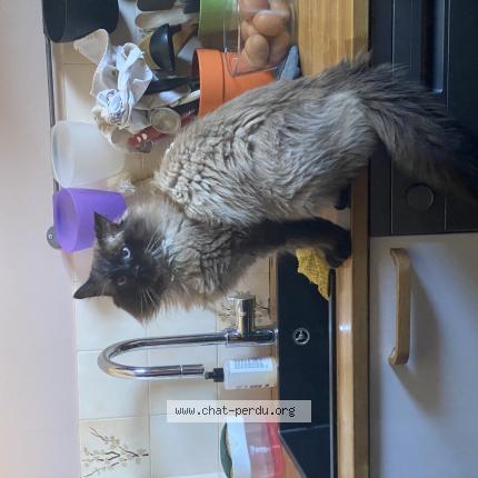 Foto 1/1 Harou Chat perdido en Villeneuve les avignon