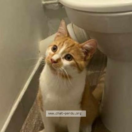 Foto 1/1 Simba Chat perdido en Avignon