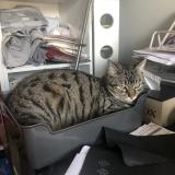 Foto del gato perdido en Saint Junien