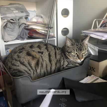 Foto 1/1 Batman Chat perdido en Saint junien