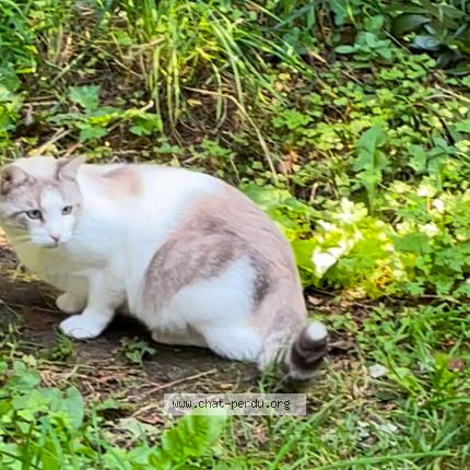 Foto 1/2 Umi Watta Chat perdido en Saint brevin