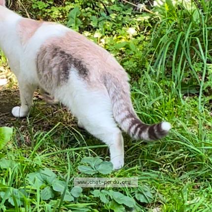 Foto 2/2 Umi Watta Chat perdido en Saint brevin