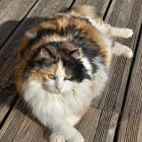 Foto del gato perdido en Ubaye Serre Poncon