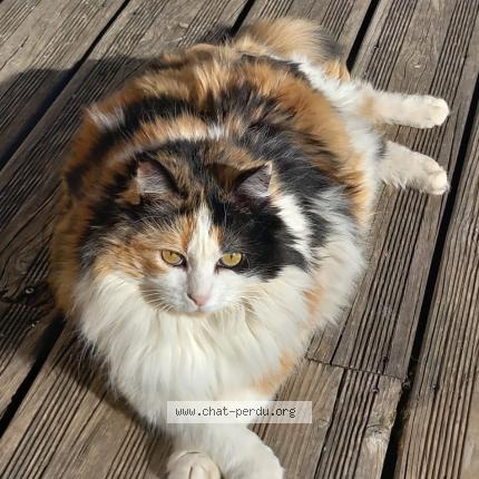 Foto 1/1 Mimine Chat perdido en Ubaye serre poncon